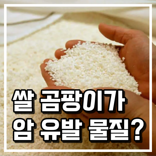 암까지 유발? 쌀 곰팡이 예방 및 26년 장마철 진공 쌀통 쌀 보관 방법 1 쌀 곰팡이